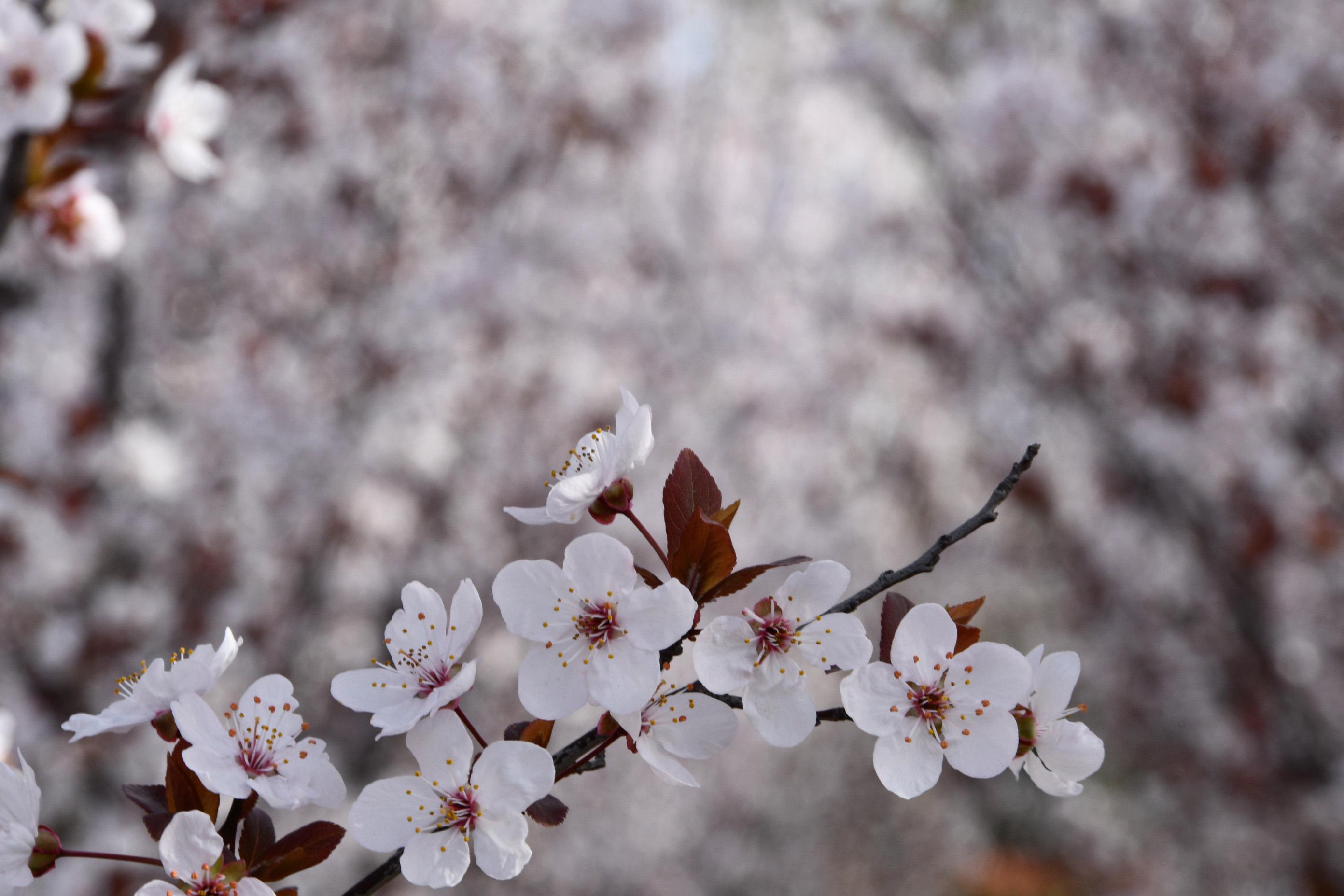 分析！仅剩四省高校未开学“桃红柳绿”