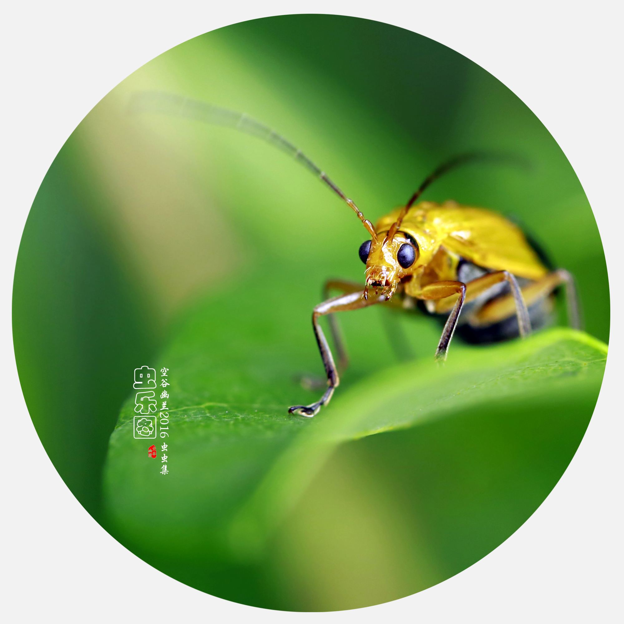 分析！狗瘟热病毒“空谷幽兰”