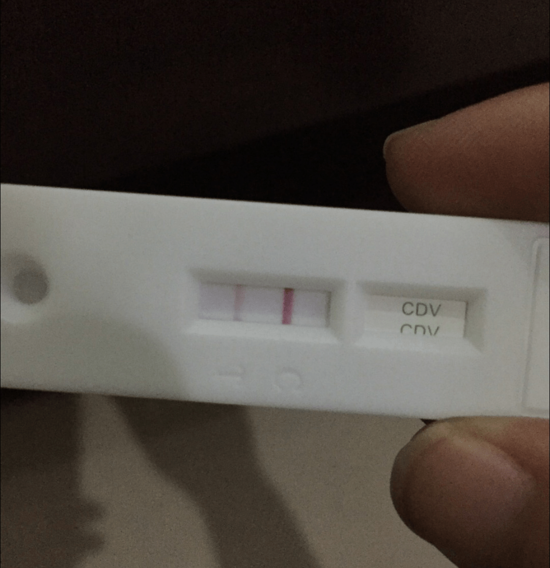 分析！狗瘟热病毒“空谷幽兰”