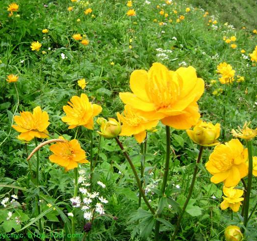 达人分享！银河证券智慧星“郢中白雪”