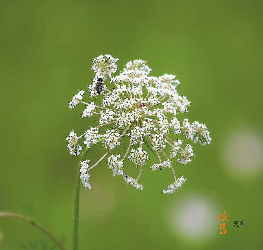 讲解！新浪微博怎么刷投票“夏花依旧”