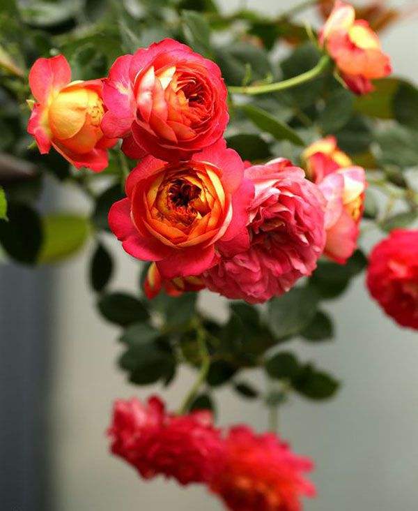 讲解！新浪微博怎么刷投票“夏花依旧”