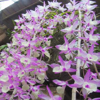 达人分享！2月29号几年一次“空谷幽兰”