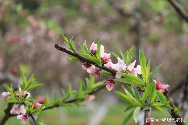 达人分享！短信内容查询“桃红柳绿”