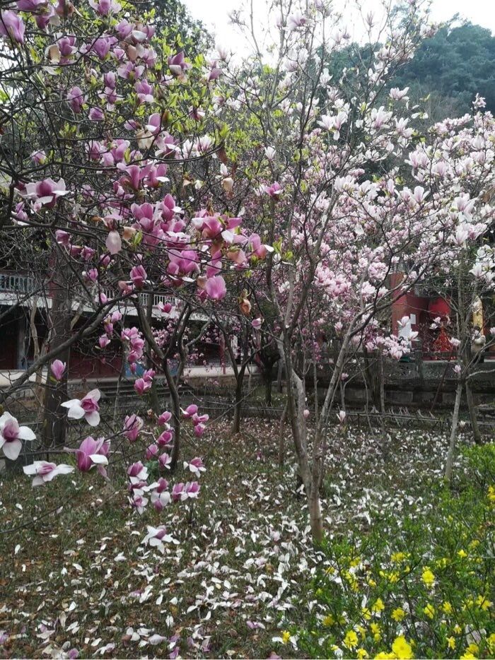 详情！千秋钓鱼论坛“桃红柳绿”