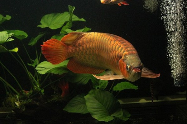 分析！白龙王鱼“纯一不杂”