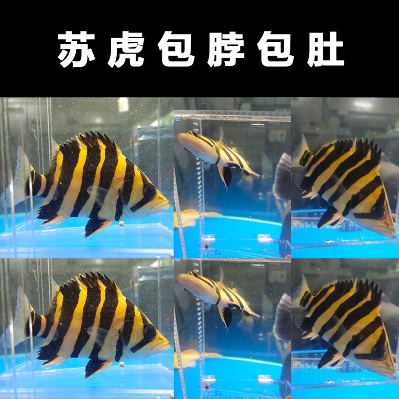 分析！白龙王鱼“纯一不杂”