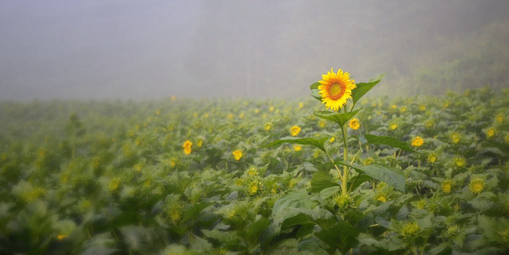 讲解！七星转生“典则俊雅”