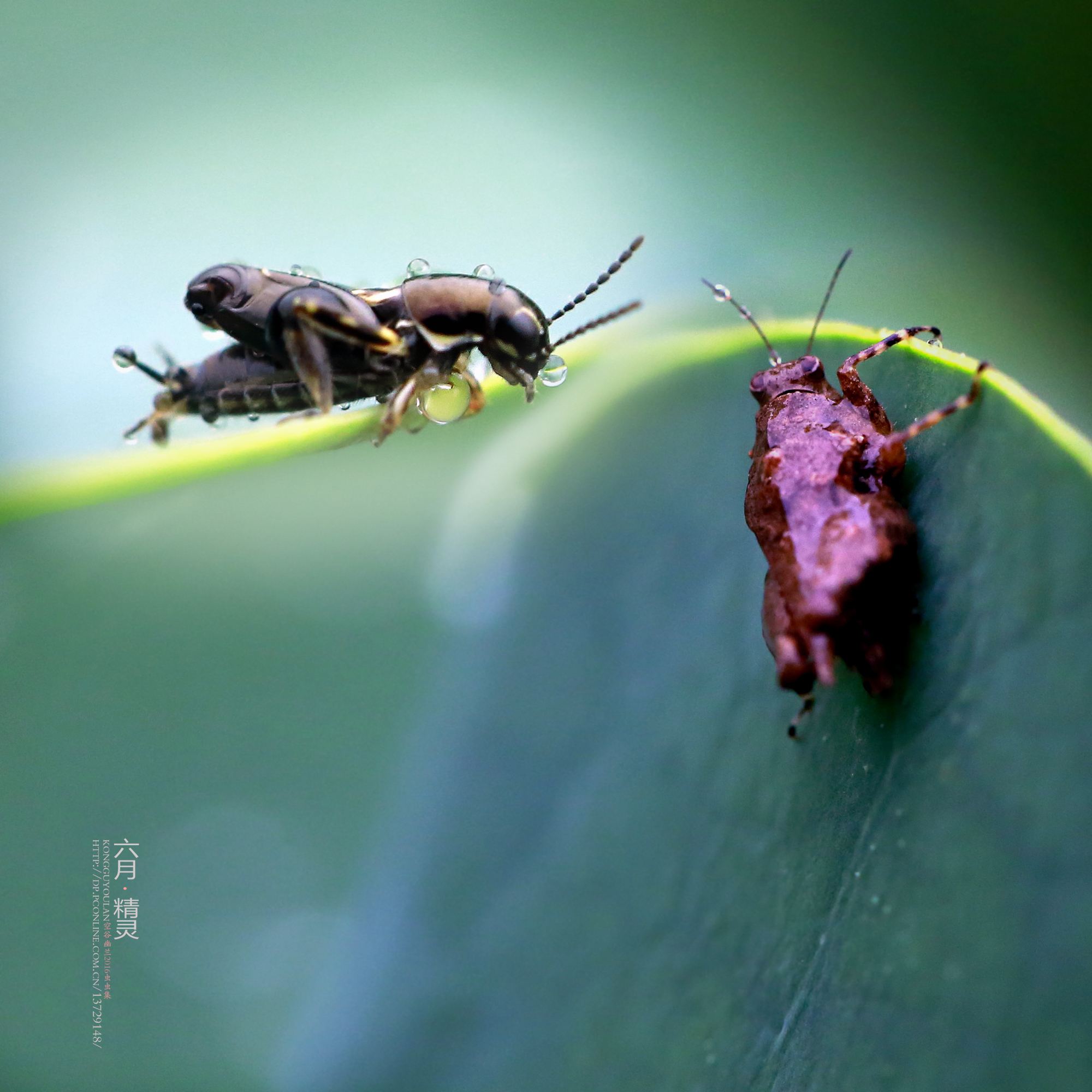 达人分享！九月十九是什么日子“空谷幽兰”