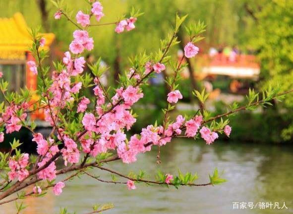 讲解！苹果mp3怎么用“桃红柳绿”