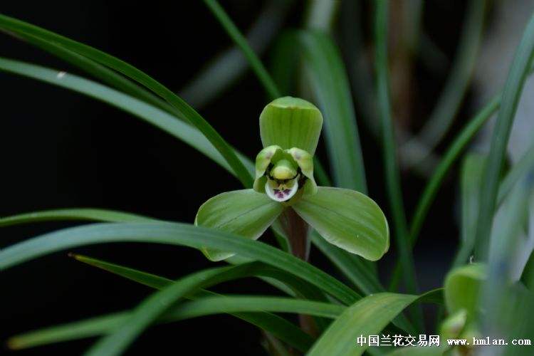 分析！人人校内网“空谷幽兰”
