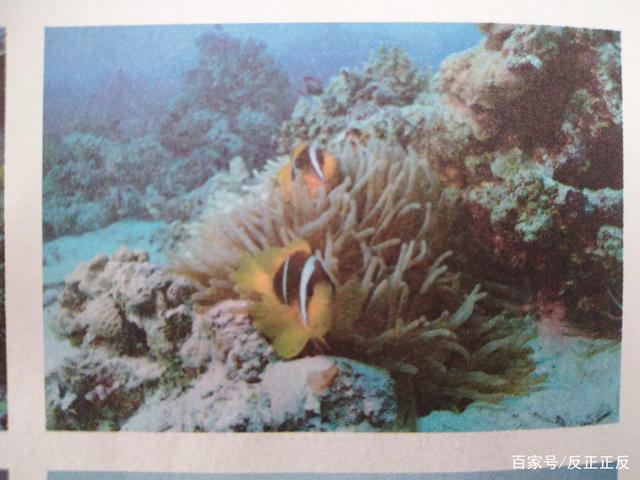 分析！西沙群岛实际控制图“一抹红尘”