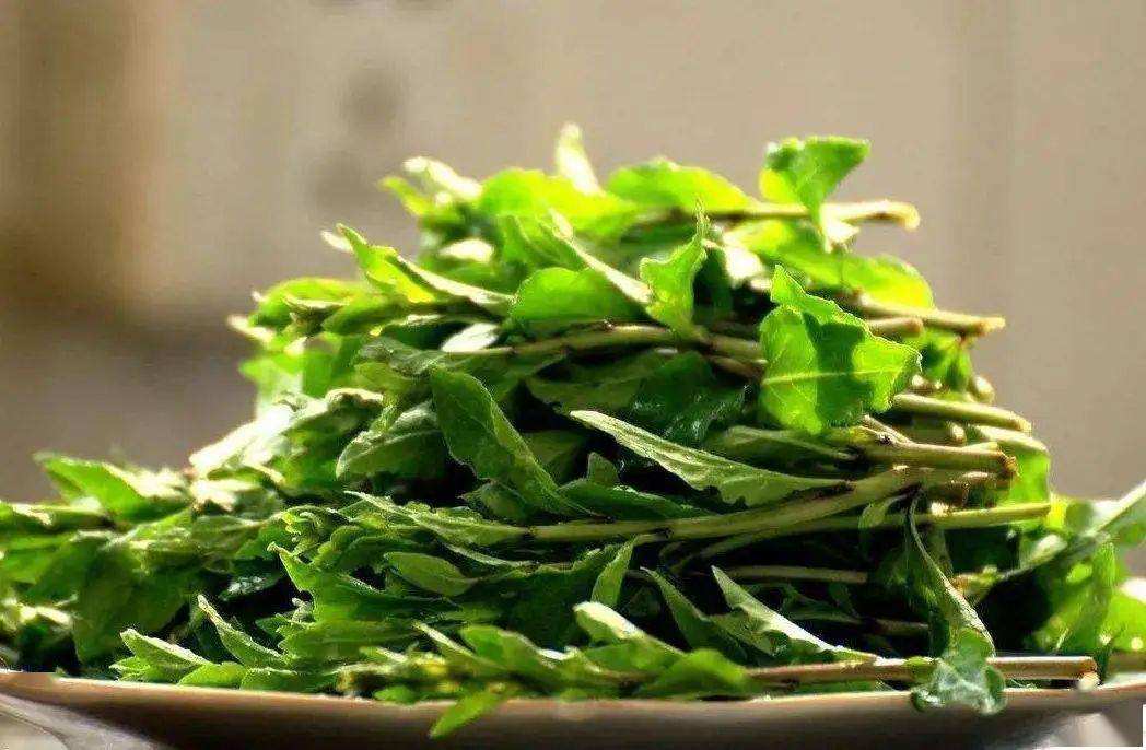 分析！小满节气诗谚“高情逸态”