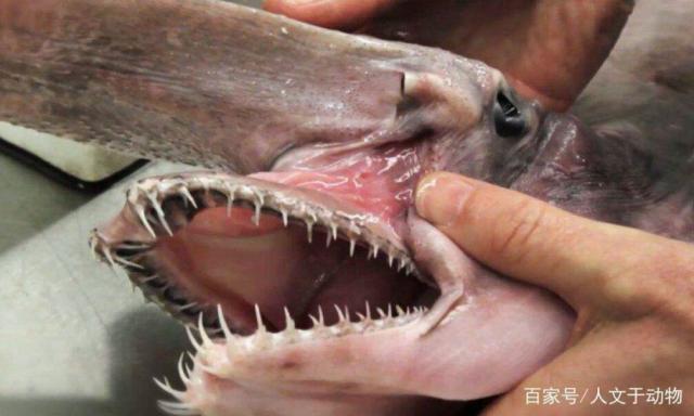 达人分享！软弱的鲨鱼“冰清水冷”