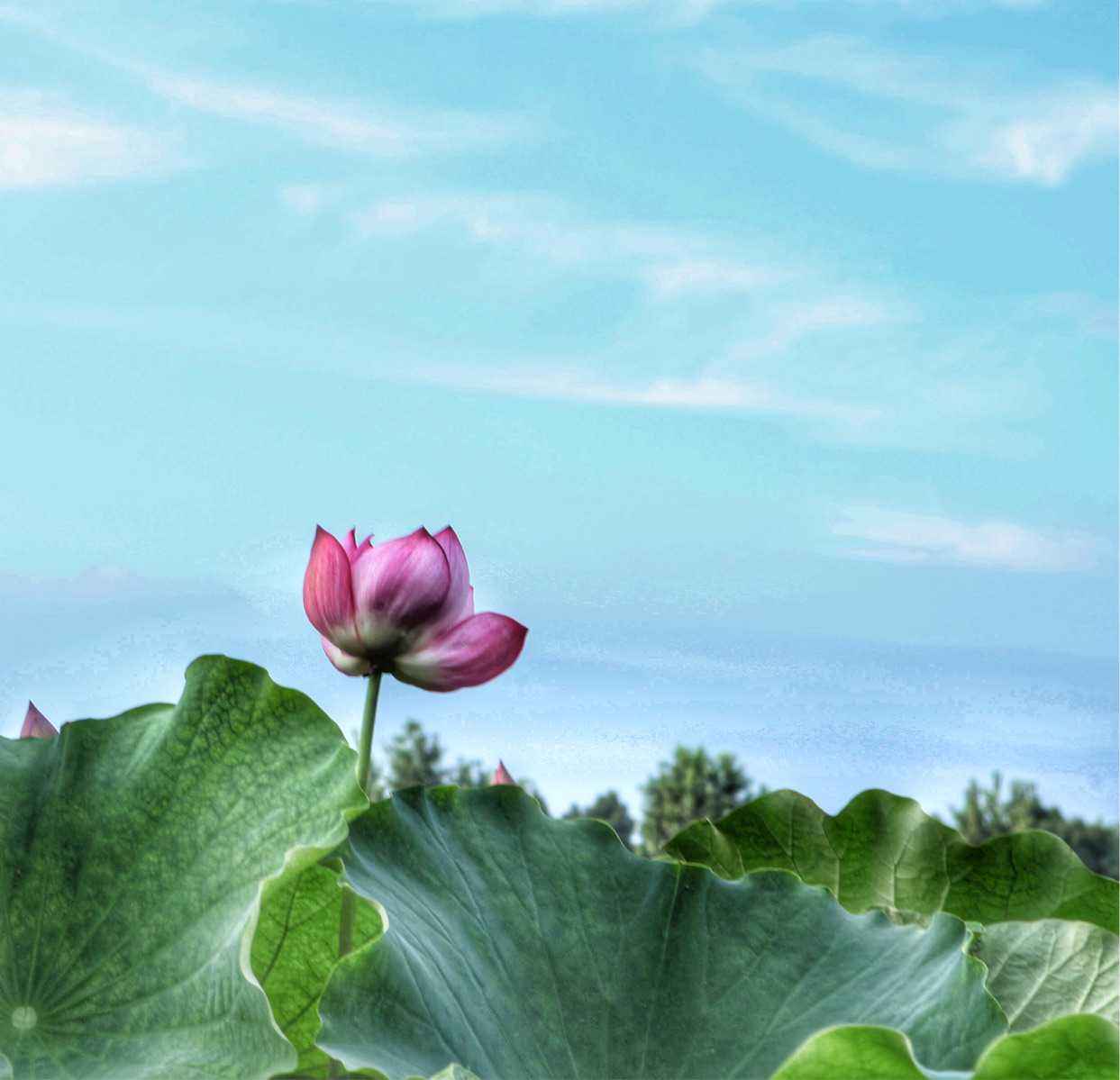 达人分享！安康一般祝福什么人“纯一不杂”