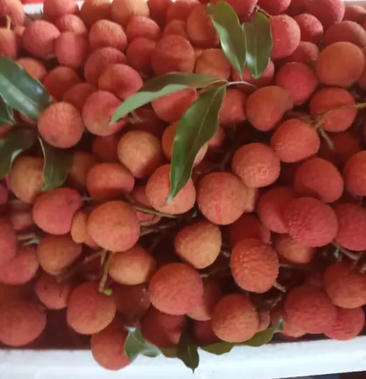 讲解！漳浦荔枝