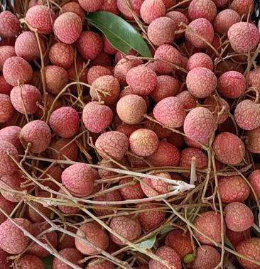 讲解！漳浦荔枝