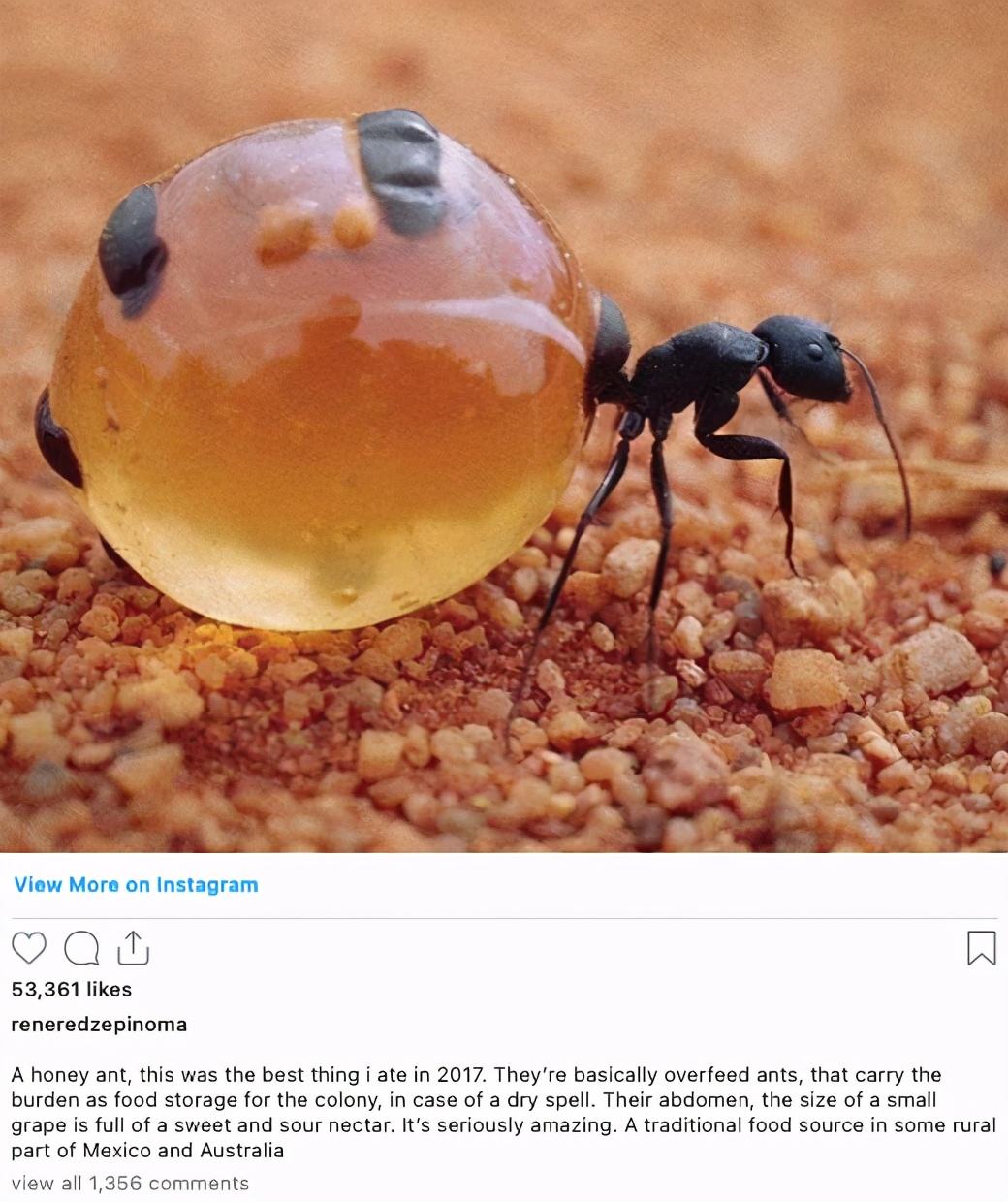 讲解！舌尖上的贝爷“郢中白雪”