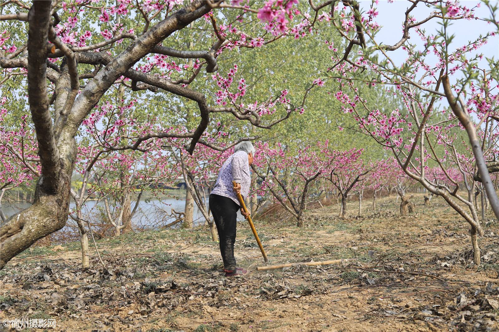 分析！十张穿帮图“桃红柳绿”