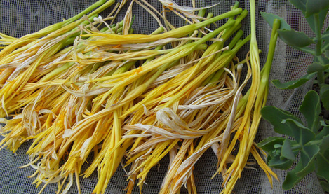 讲解！忘忧草实际上是什么“纯一不杂”