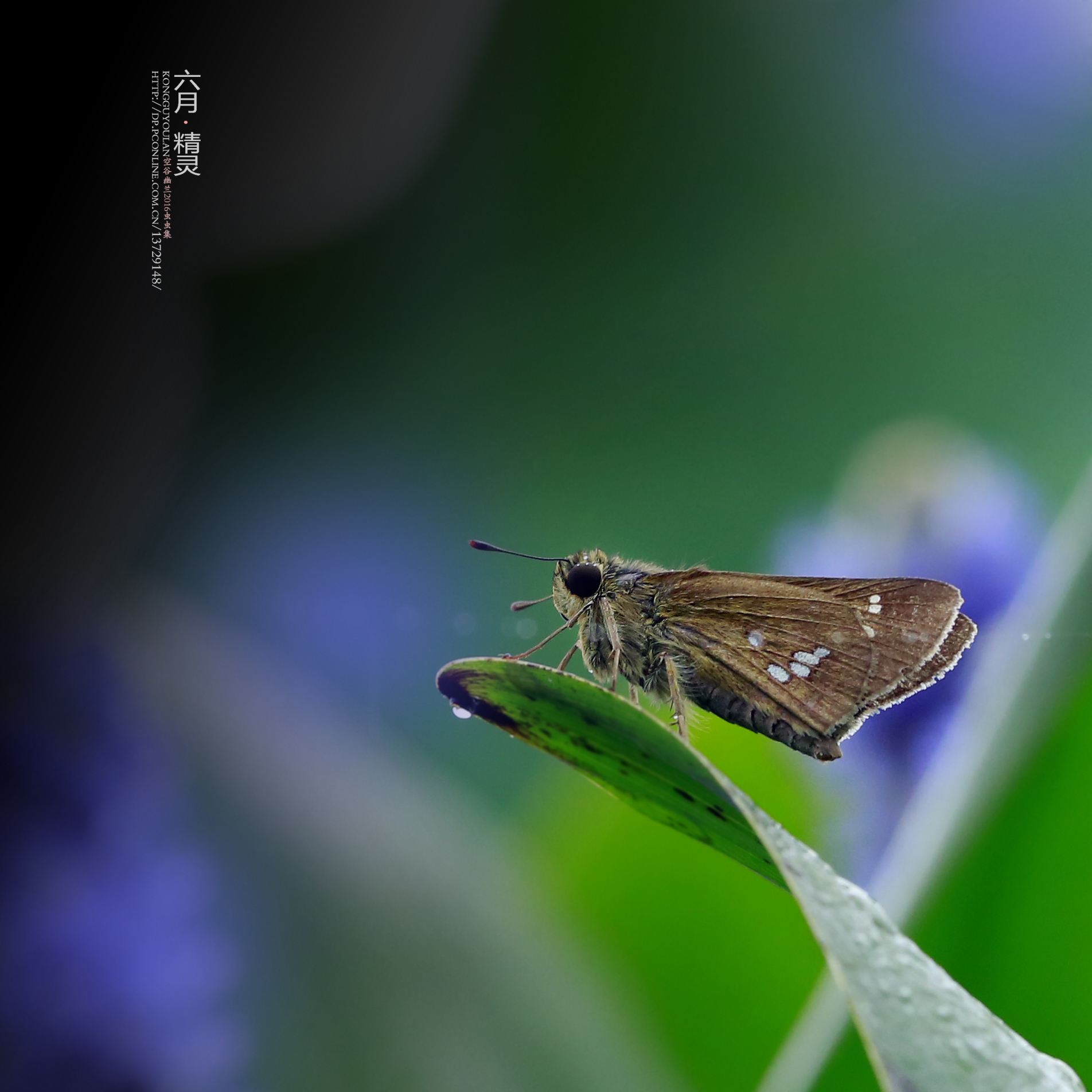 分析！都美竹子个人简介“空谷幽兰”