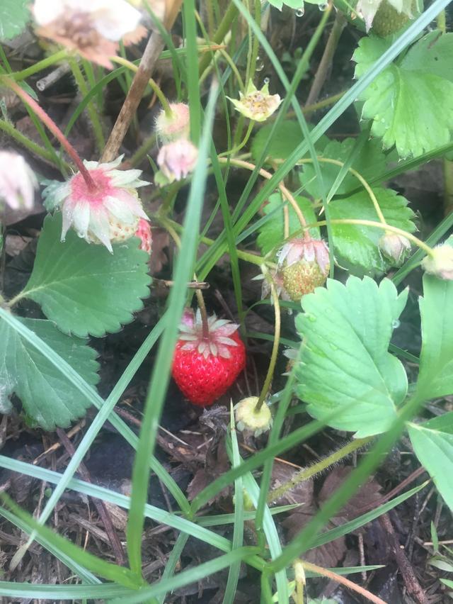 讲解！夏季雨后蛙声一片“雁过留声”