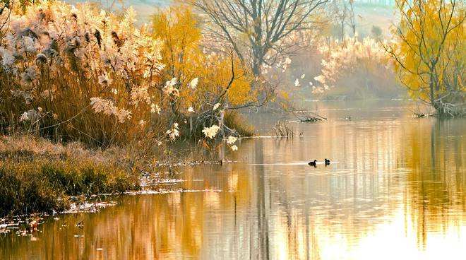 讲解！夏季雨后蛙声一片“雁过留声”