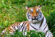 达人分享！躲春是什么意思怎么躲2021“夏花依旧”