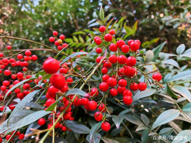 分析！冬天蟠龙卧“雁过留声”