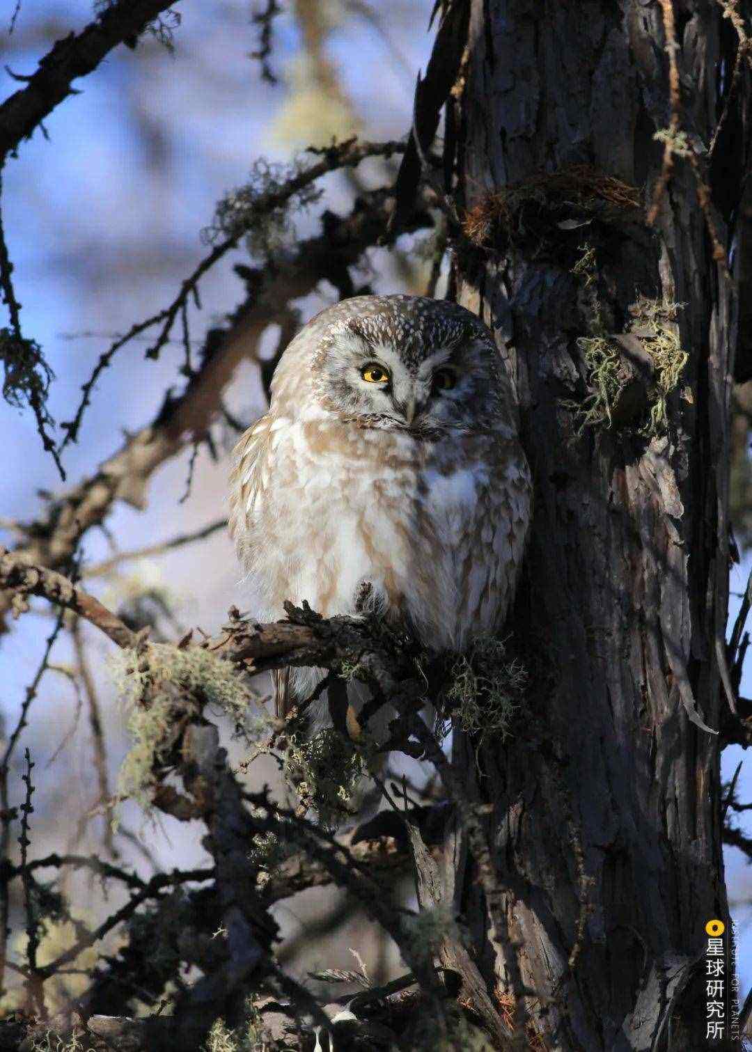 讲解！鸢是指“桃红柳绿”