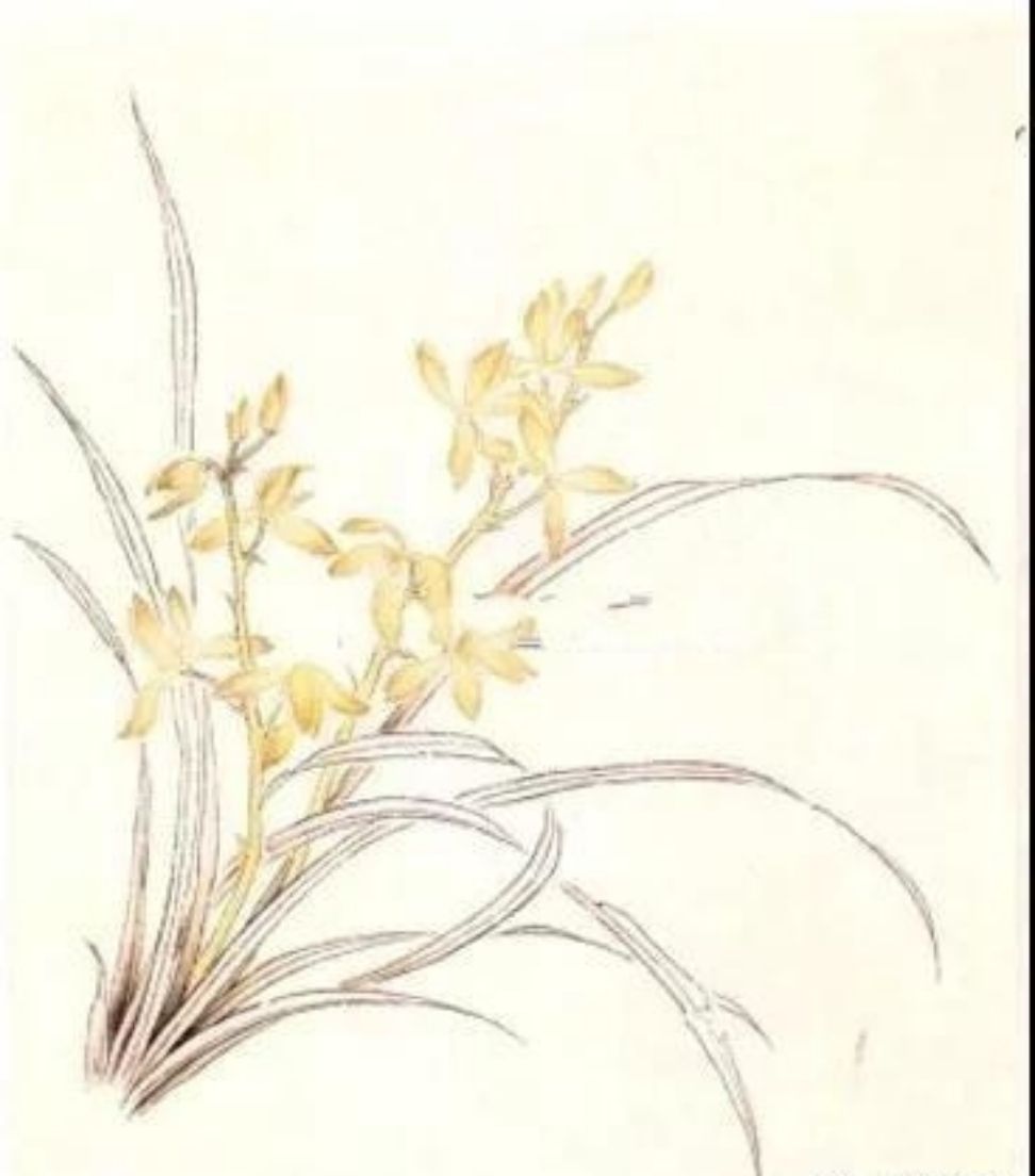 达人分享！免费打网络电话“空谷幽兰”