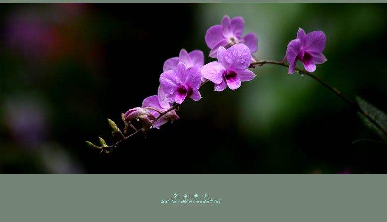 达人分享！怎么查电话单子“空谷幽兰”