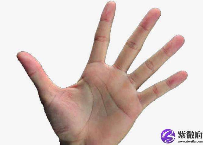 分析！手掌相学“典则俊雅”