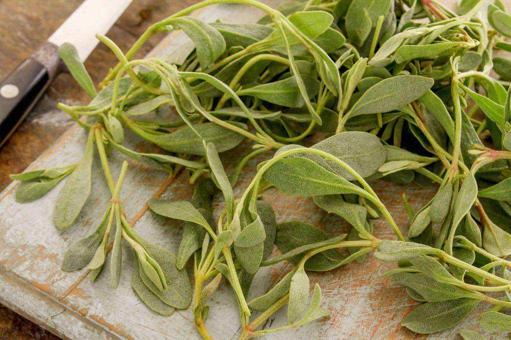 分析!忘忧草实际上是“一抹红尘” 分析!忘忧草实际上是“一抹红尘”