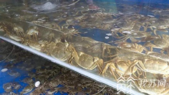 分析！螃蟹产地“纯一不杂”