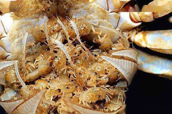 分析！螃蟹产地“纯一不杂”