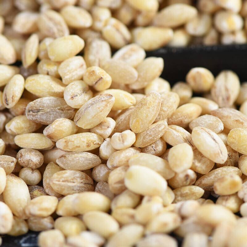 讲解！寻找更好的大麦“纯一不杂”