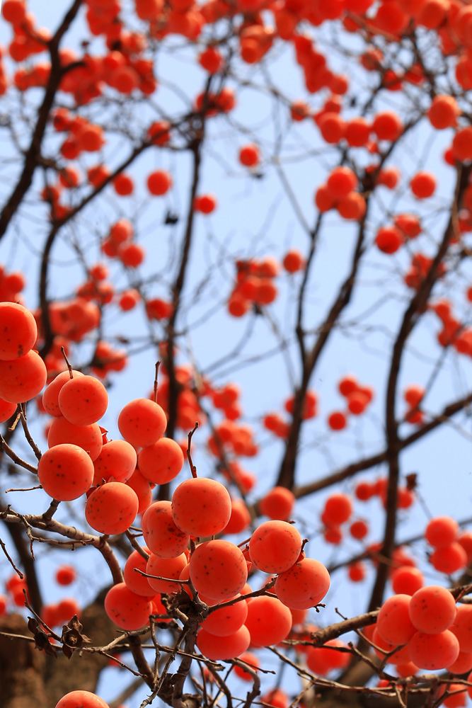 讲解!冬候鸟国语版“一抹红尘” 讲解!冬候鸟国语版“一抹红尘”
