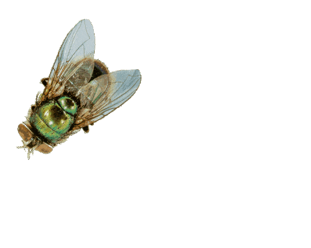 达人分享！医用蛆虫“郢中白雪”