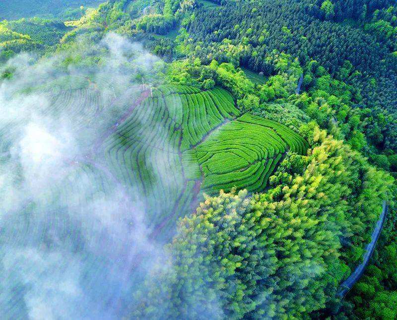 分析！李庆善标本“一抹红尘”