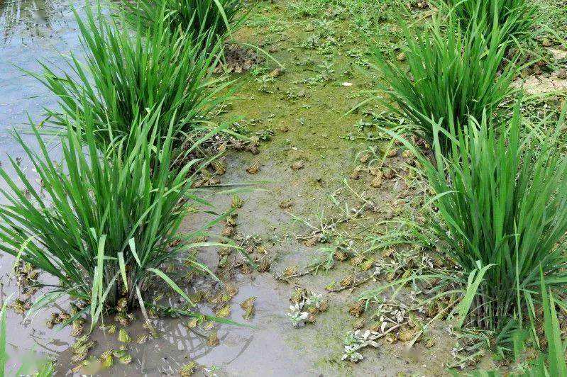 分析！夏季雨后蛙声一片“郢中白雪”