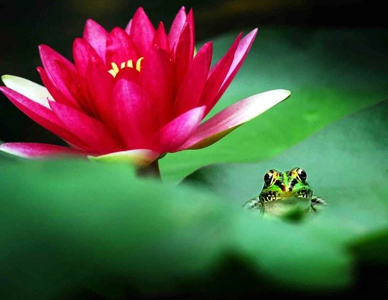 分析！夏季雨后蛙声一片“郢中白雪”