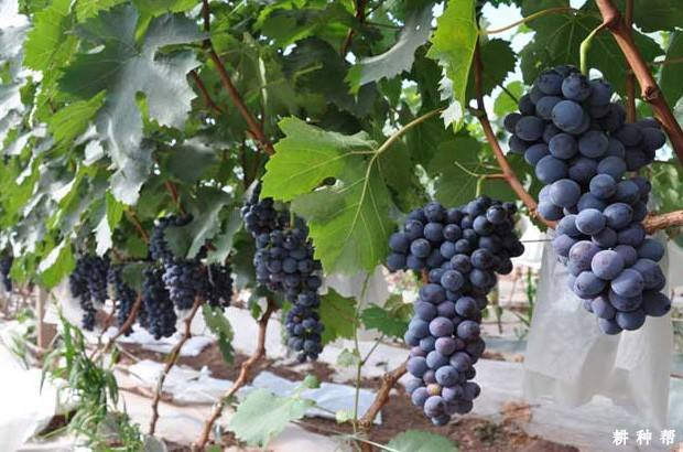 达人分享！葡萄架势“冰清水冷”