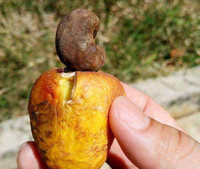 达人分享！腰果放置久了“空谷幽兰”