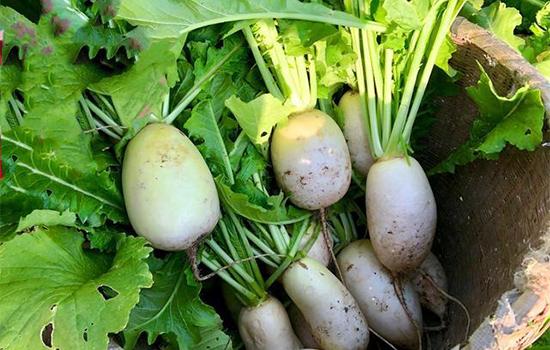 讲解！萝卜加速器“星星点点”