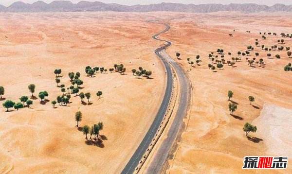 讲解！为什么叫中东地区“高情逸态”