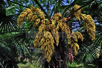 讲解！棕树花苞吃法大全“桃红柳绿”