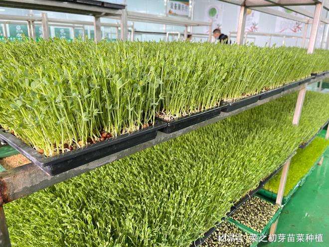 分析！一本万利植物“纯一不杂”