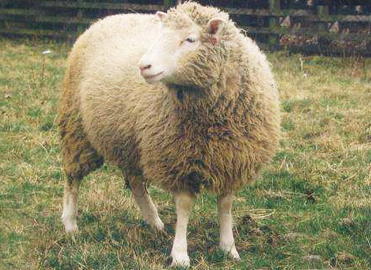 分析！为什么不能克隆人“雁过留声”