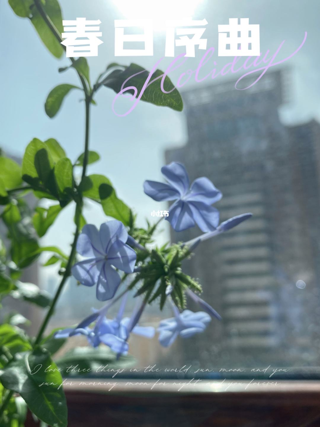 达人分享！什么二月春风似剪刀“夏花依旧”